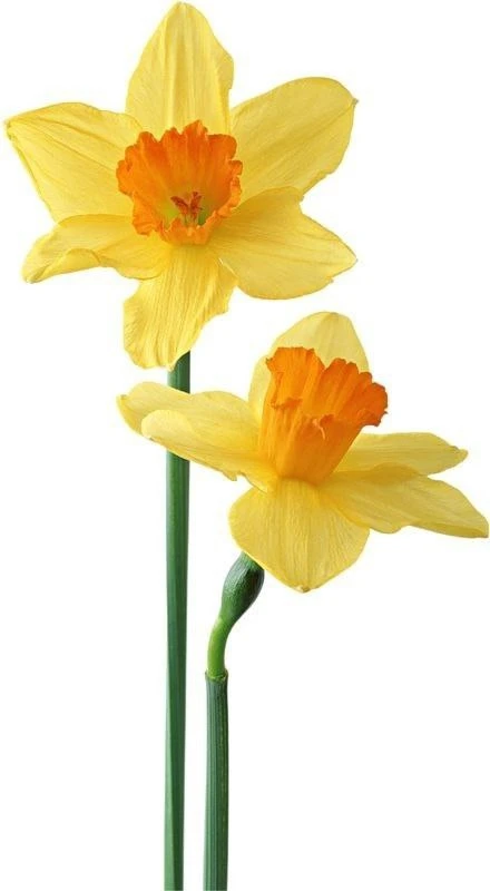 Нарциссы🌼  Я в восторге! В восторге от ощущения, что скоро весна, что скоро будет пахнуть цветами и 