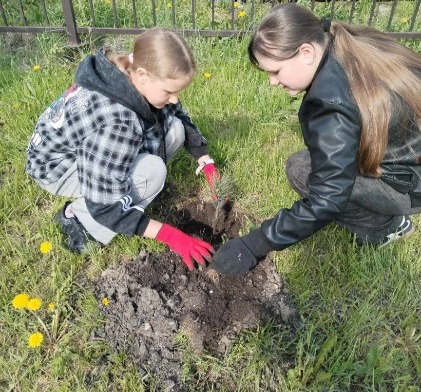🌲 Живая память: наши сосенки и кедры растут для Победы