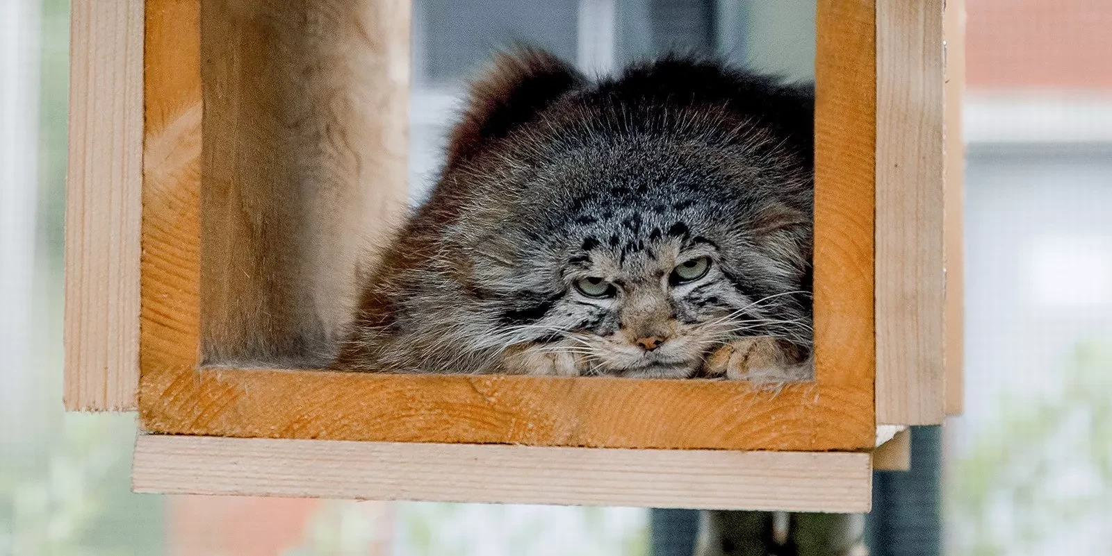 Манул Тимофей начал готовиться к лету 🐾  У манула Тимофея из Московского зоопарка началась весенняя 