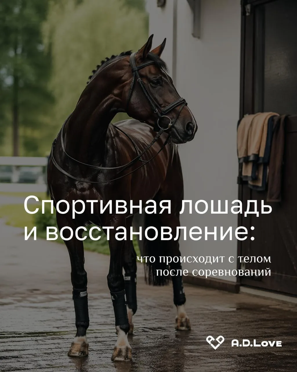 Спортивная лошадь и восстановление: что происходит с телом после соревнований