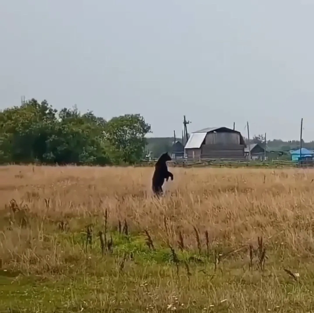 В Саргатском районе Омской области медведь спокойно прошёлся по деревне: вставал на зад...