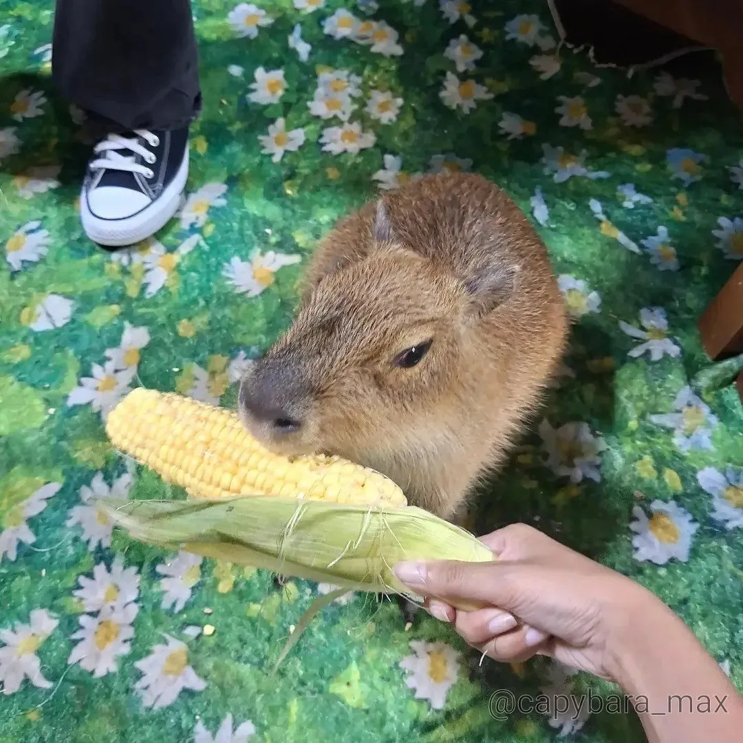 можешь ли ты сказать, что я люблю капибар