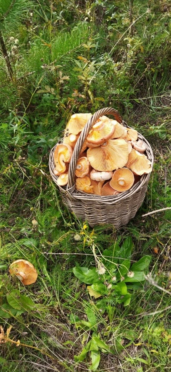 Иркутяне делятся своим грибным уловом!