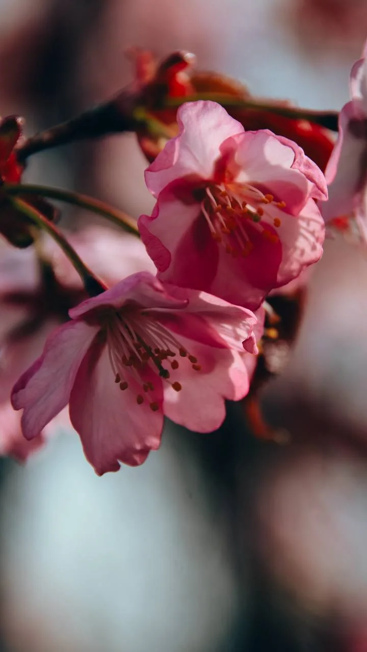 В городе зацвела сакура 😍 🌸  Доброе утро, Южно-Сахалинск! Май радует тёплым началом дня, не смотря н