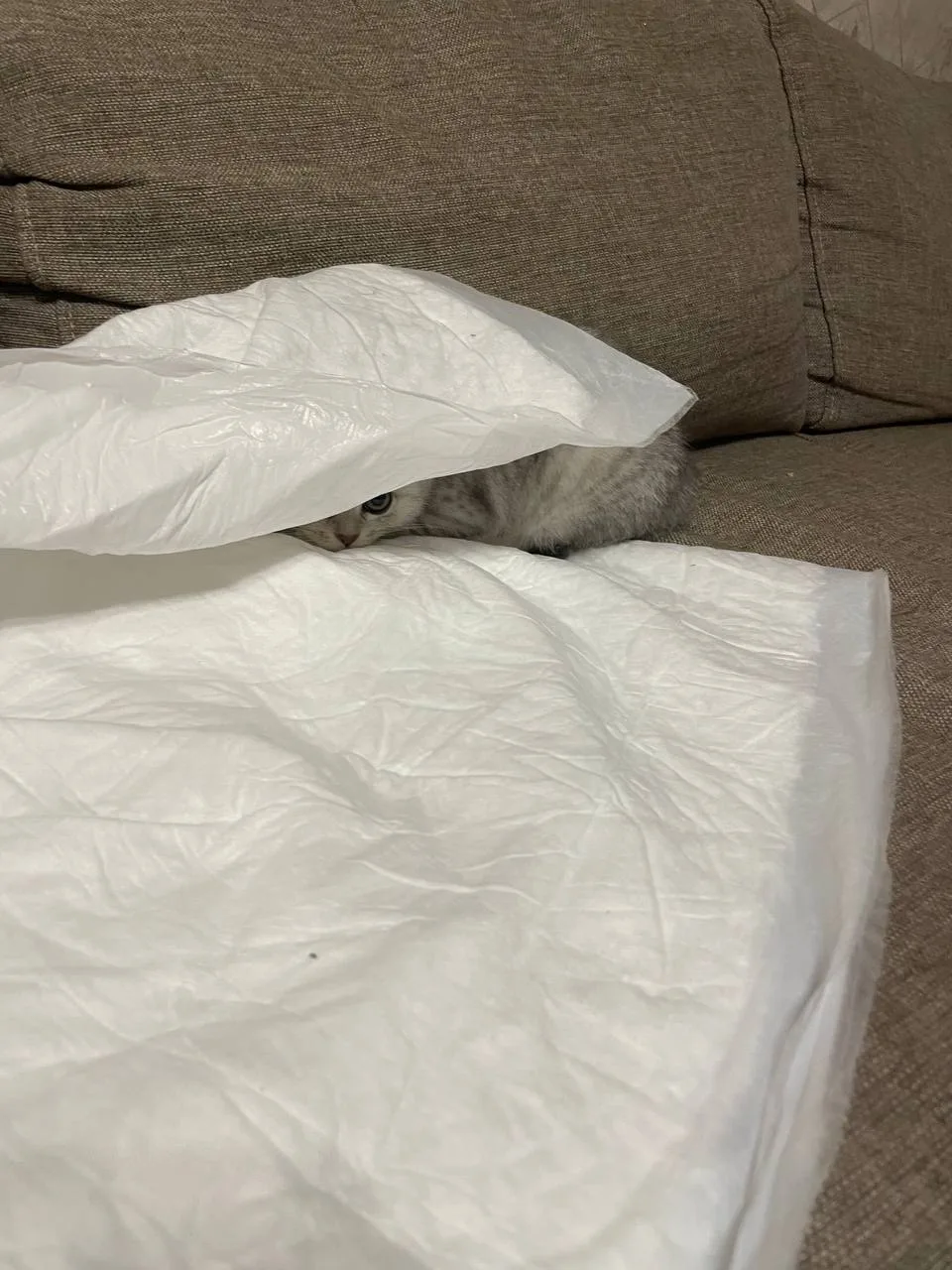 Найди кота )