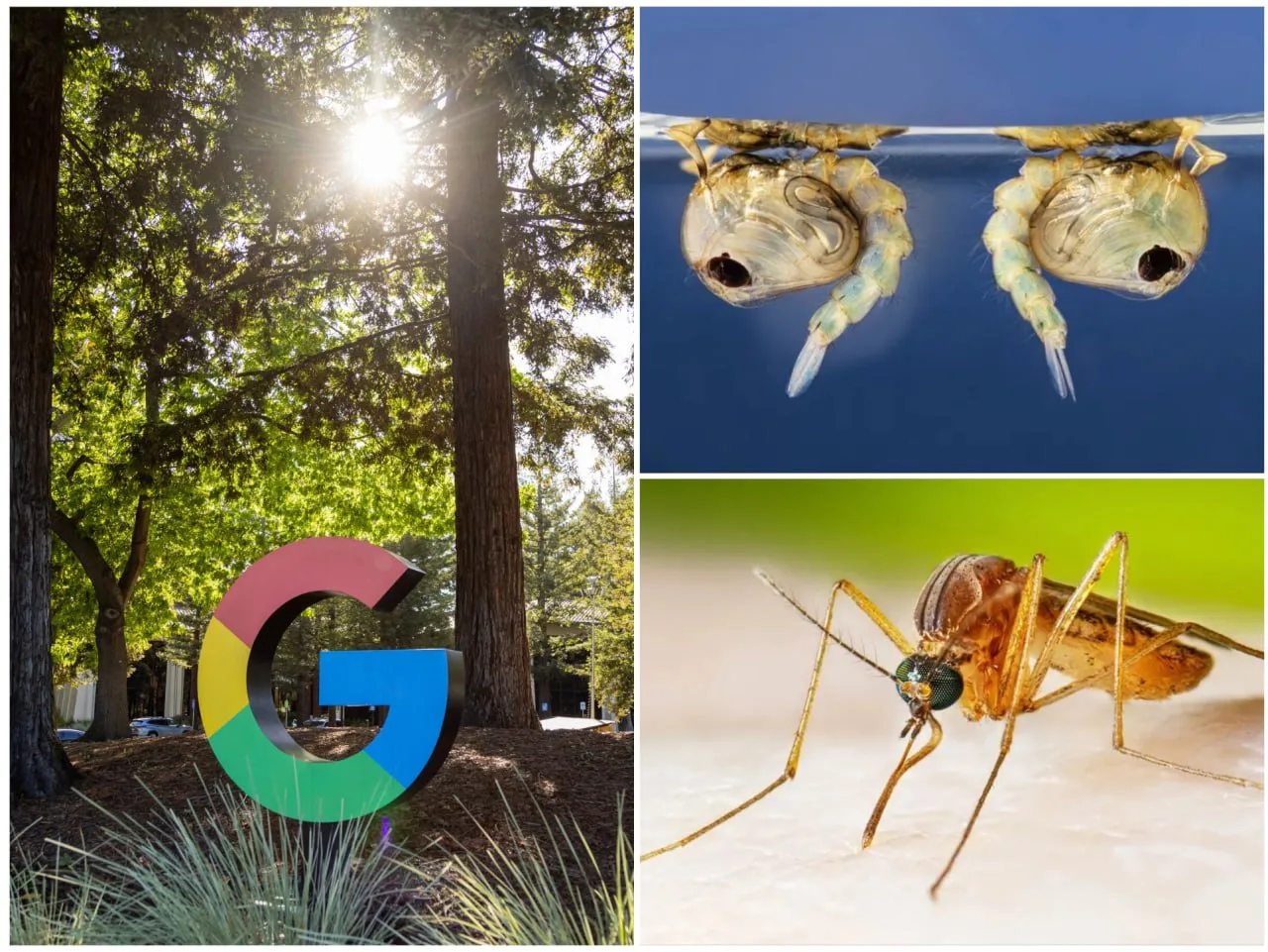 Google хочет выпустить 64 млн зараженных комаров в Калифорнию и Флориду - Live Science

📍Google под