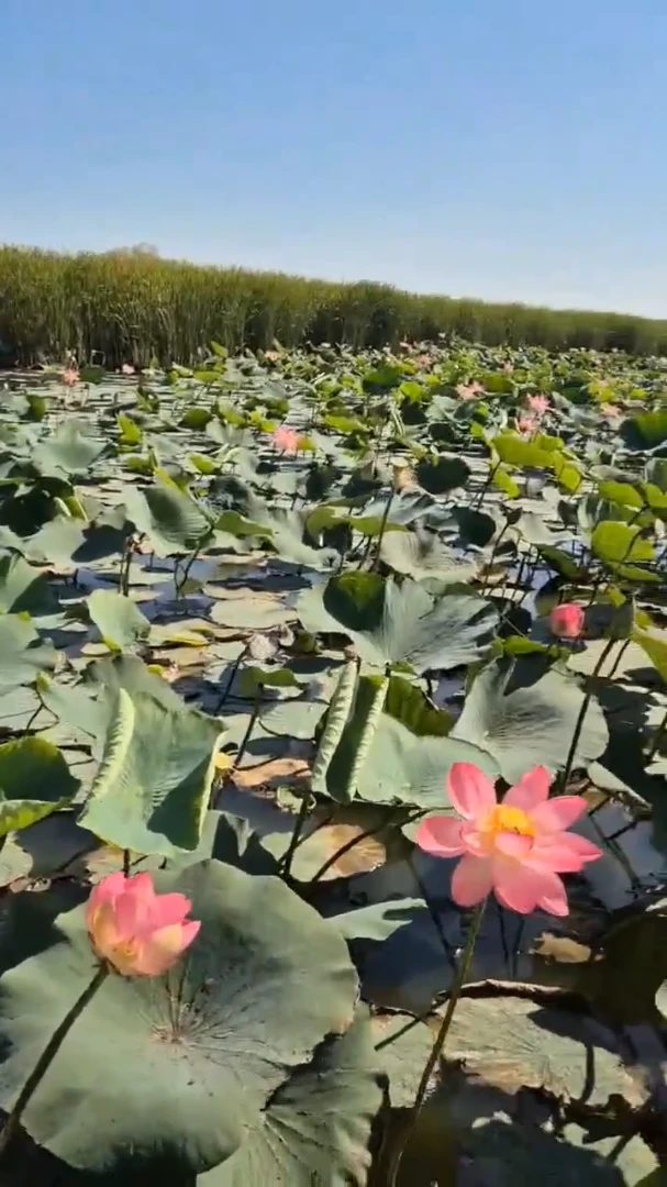 Лотосы + Азовское море 4 сентября