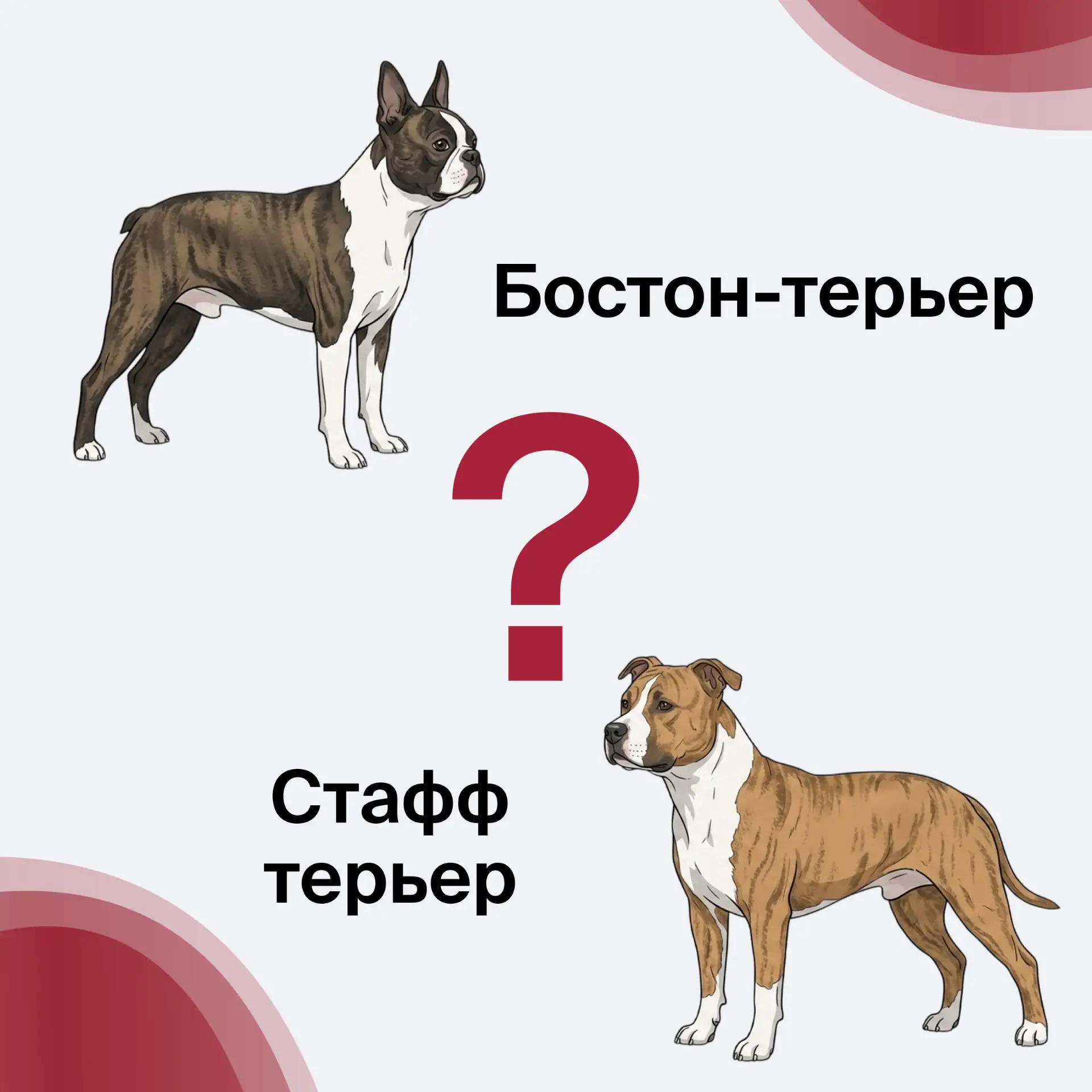 И последнее. Кто из них — мечта аллергика? 

❤️Бостон-терьер

👍 Стафф терьер