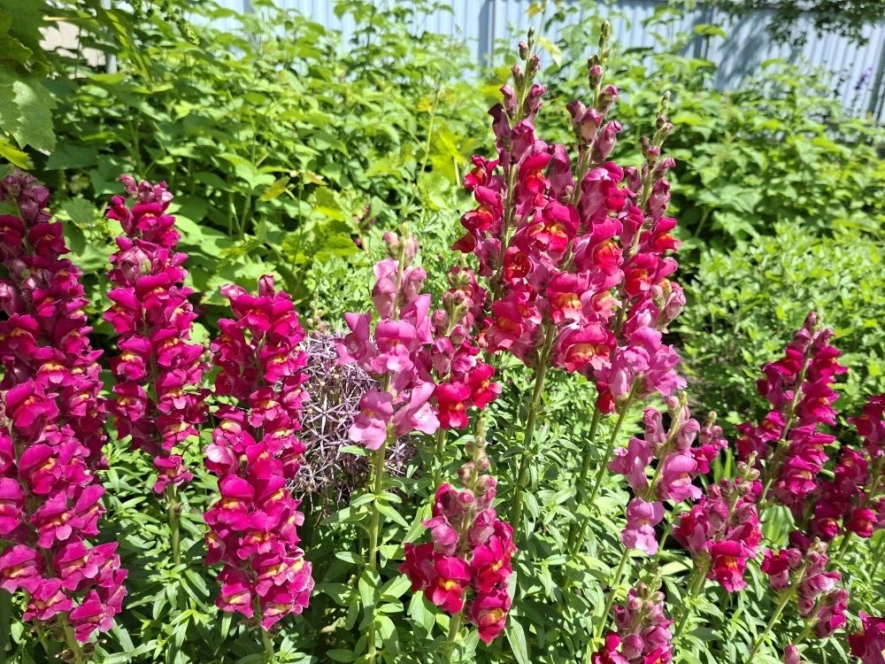 🌺 Друзья, какая красота живёт в наших чатах!  Посмотрите, какие чудесные фотографии прислал Вячеслав