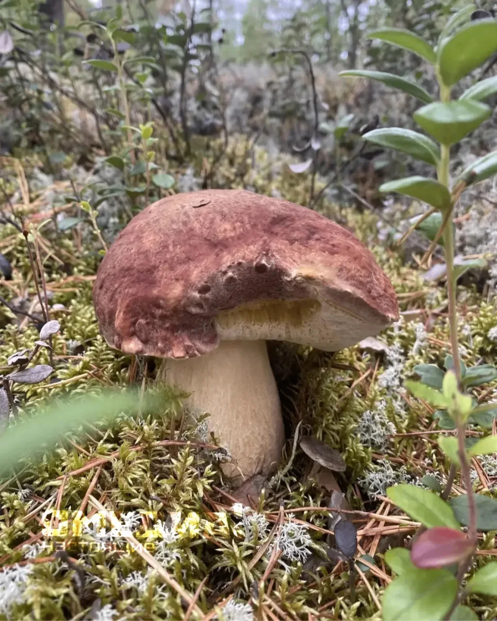 Сезон тихой охоты в Югре в самом разгаре🍄‍🟫