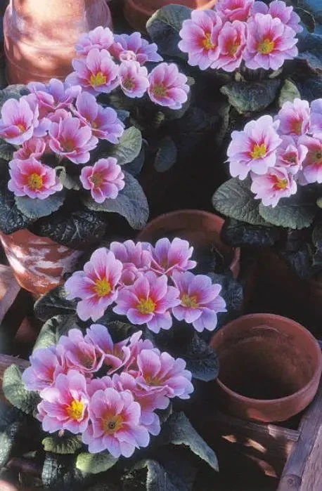 Как сохранить горшечные примулы 🌸