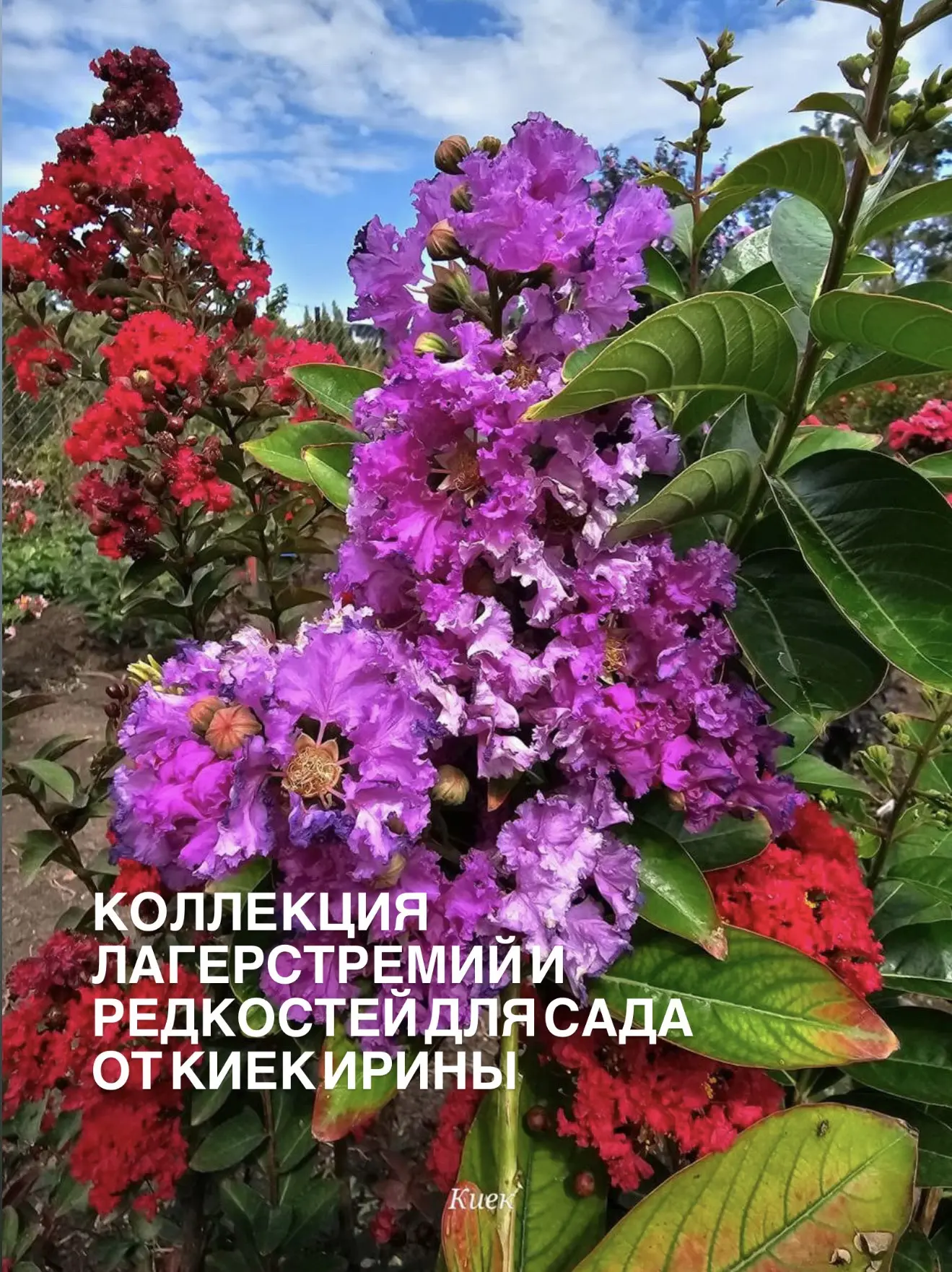 Самый главный ежегодный праздник в питомнике Летний сад! Фестиваль «Феерия цветов»!  Совсем скоро - 