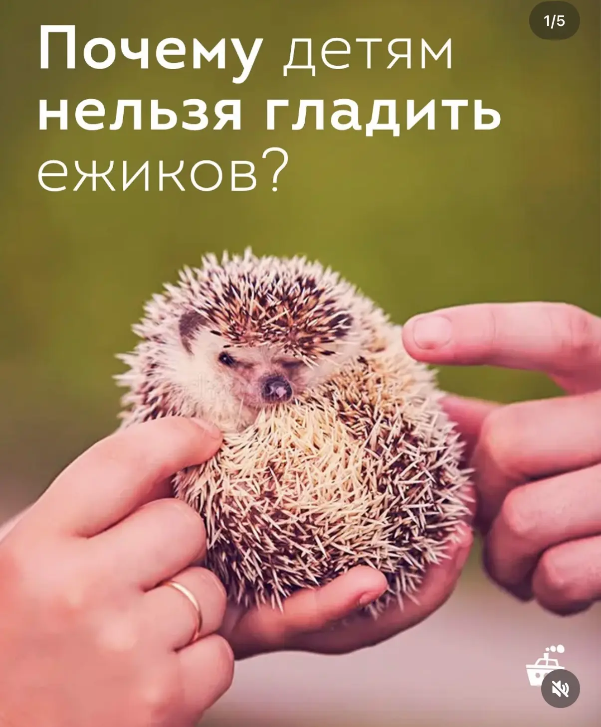 🦔❗️Если вы увидели милого ежика в парке, лесу или на даче, не спешите его трогать! Это может быть о