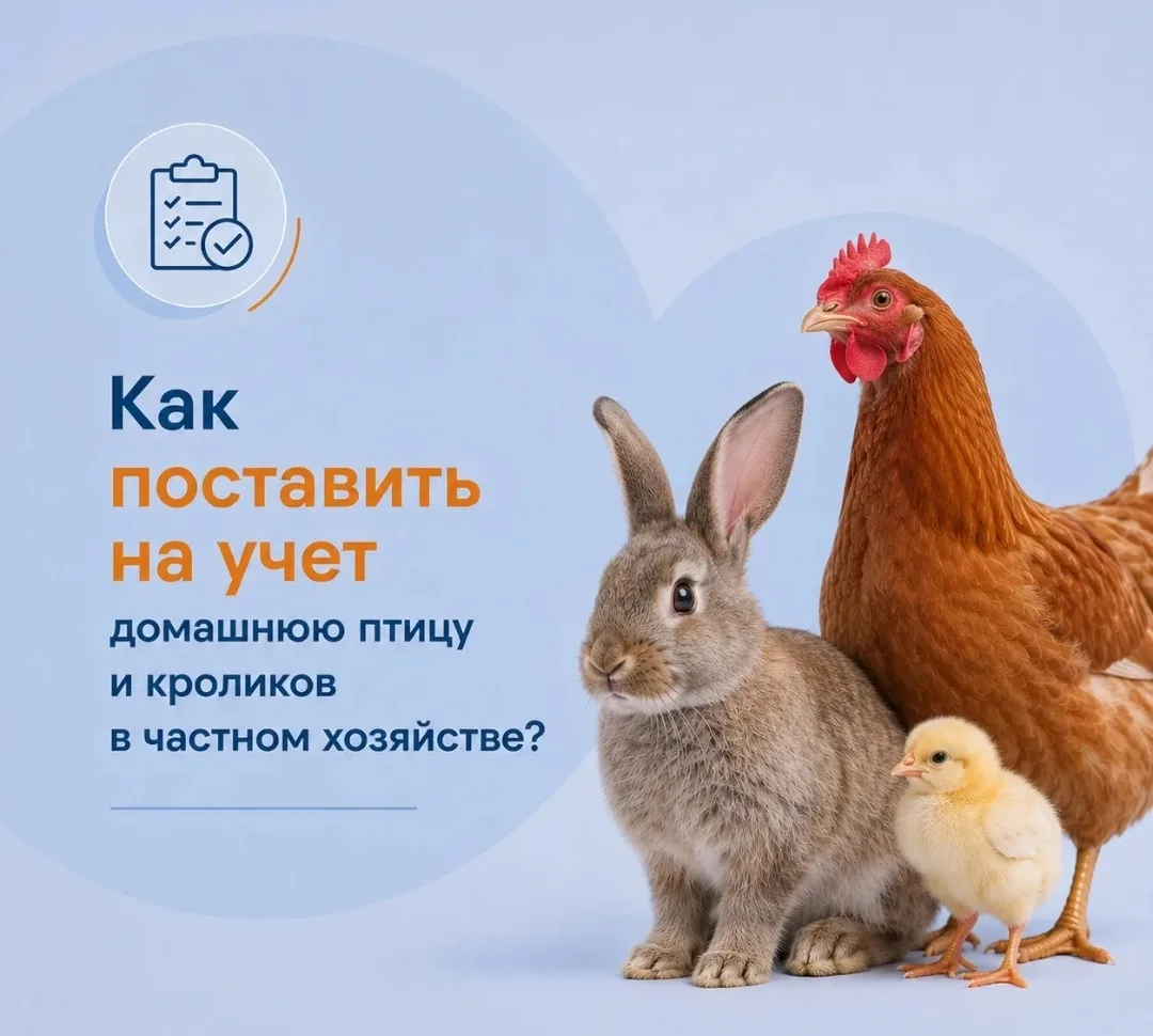 Курицу в МФЦ можно было не брать