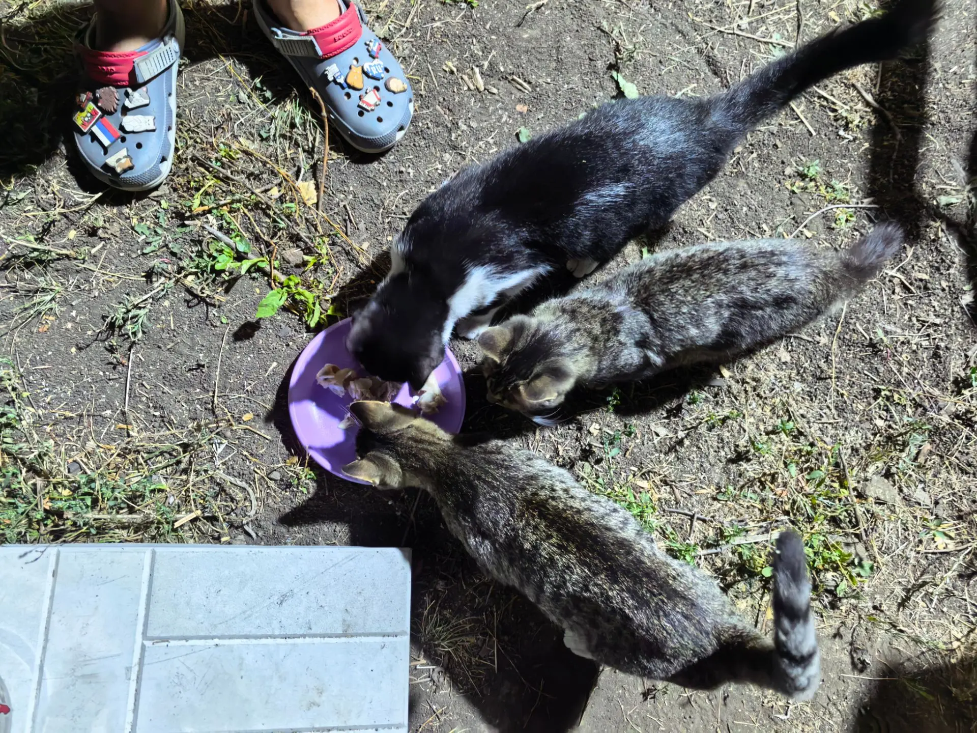 Вечерние котики 🐈 😊