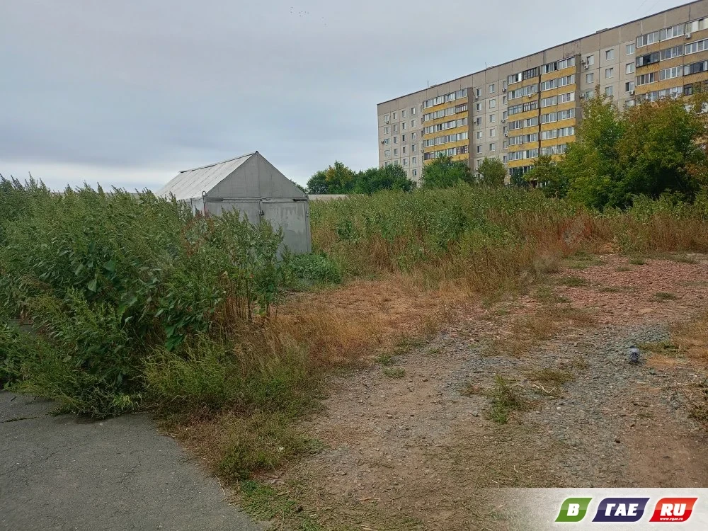 Джунгли на Орской: сорняки вымахали выше человеческого роста 🌿