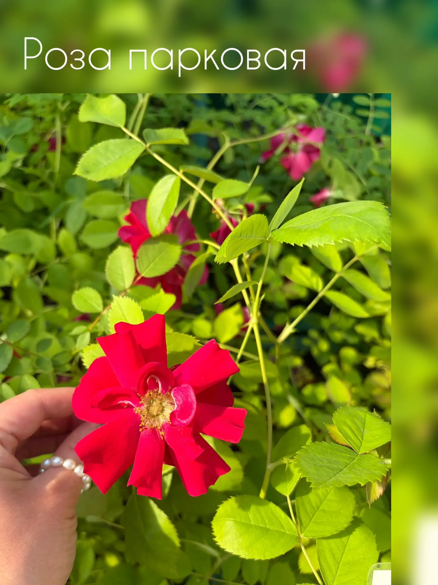 Напоминаем, что у нас Вы можете приобрести:

🌸однолетнюю и многолетнюю цветочную рассаду
🌱декорати