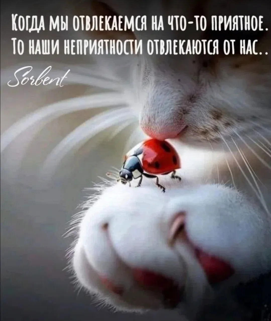 Доброе утро, друзья ❤️!

Послание дня✨

✨✨✨✨✨✨✨✨✨✨✨✨✨✨✨✨✨✨✨✨
СКОЛЬКО БЫ ВАМ НИ БЫЛО ЛЕТ - ЭТО САМЫЙ 