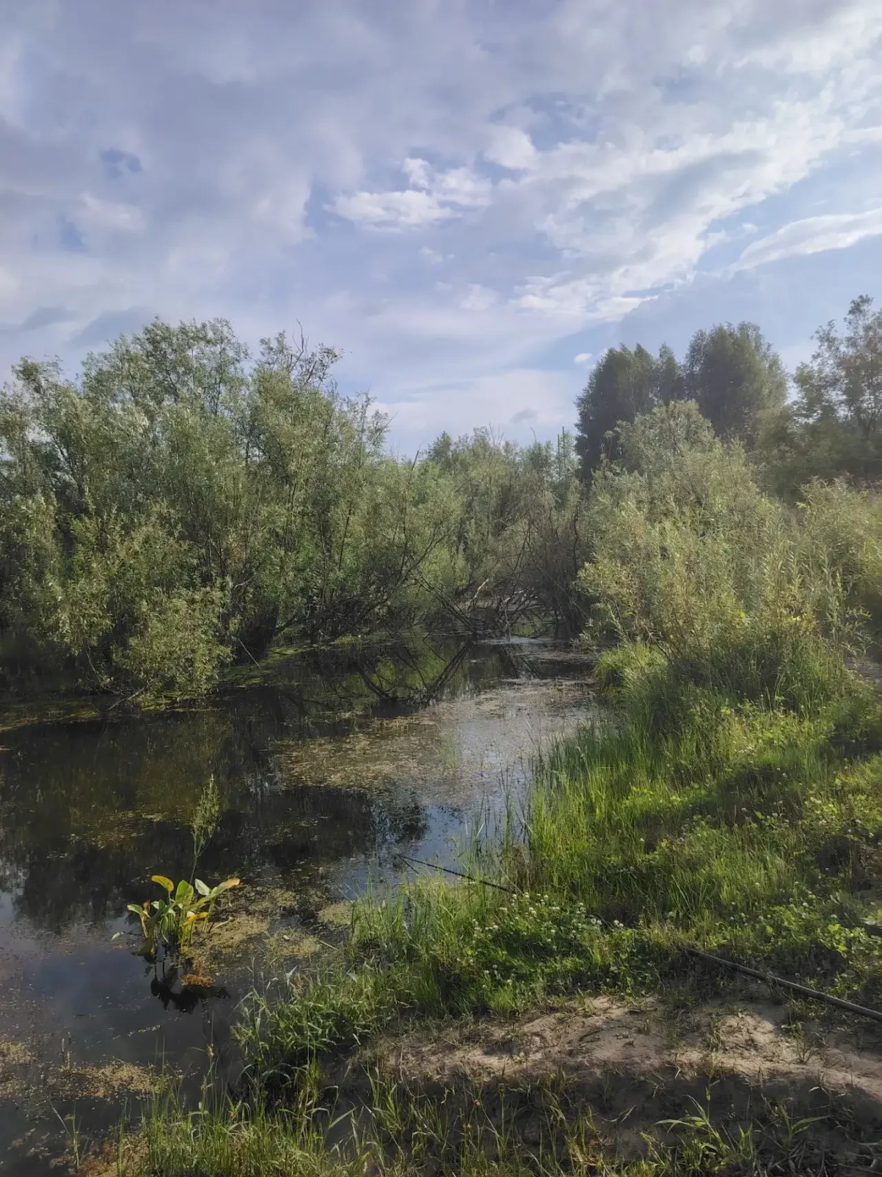 🏞️ Река Тула изменила русло и затопила небольшой ложок за кладбищем

Подписчики, которые отправляют