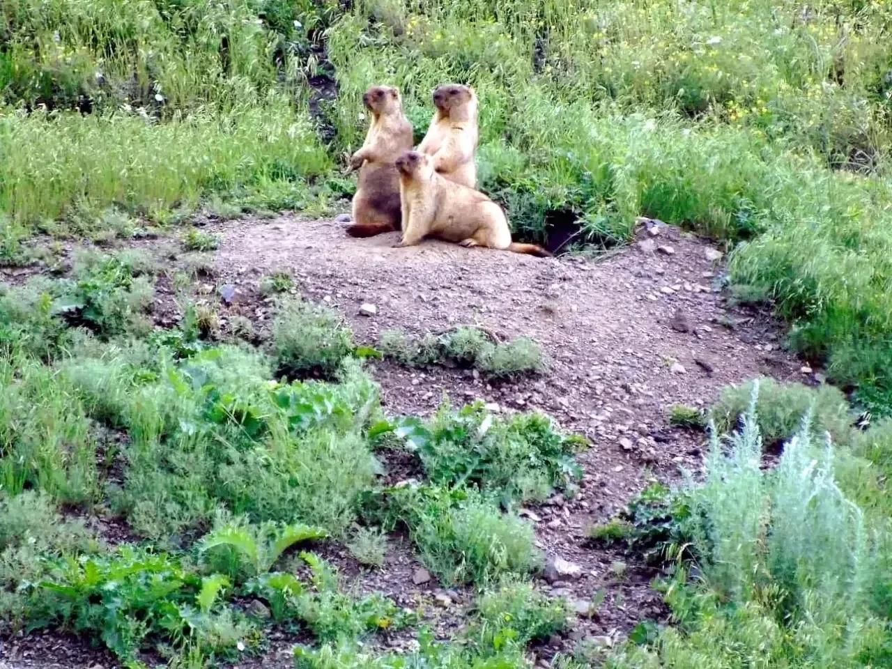 🐿️ В заказнике «Шайтантау», расположенном в Хайбуллинском районе , были сделаны снимки...