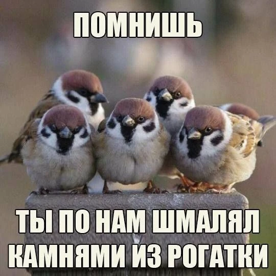 На перепись воробьев в России потратят 13,6 млн рублей.