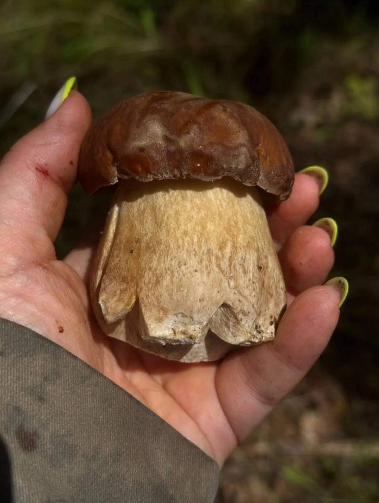🍄‍🟫В лесах региона сейчас не просто хороший урожай грибов, но и красивый
