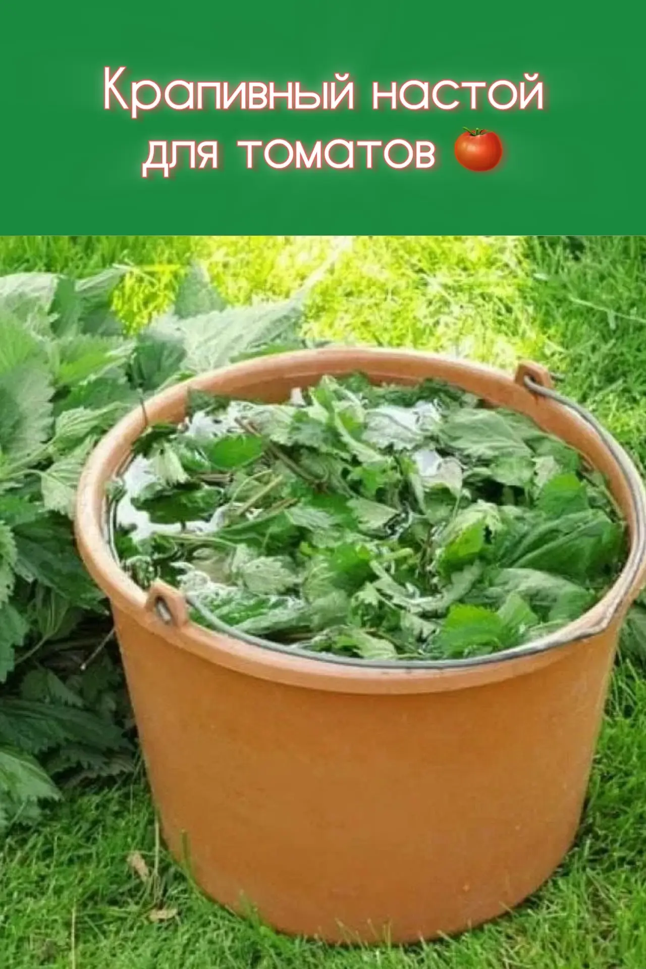 Крапивный настой для томатов: натуральная сила для вашего урожая! 🌿🍅