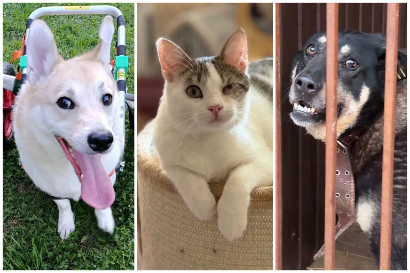 🚨🚨🚨 Друзья, у нас большая проблема. Которую мне никак не решить без вашего активного...
