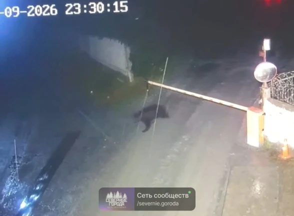 Медведь пришел на Цементный