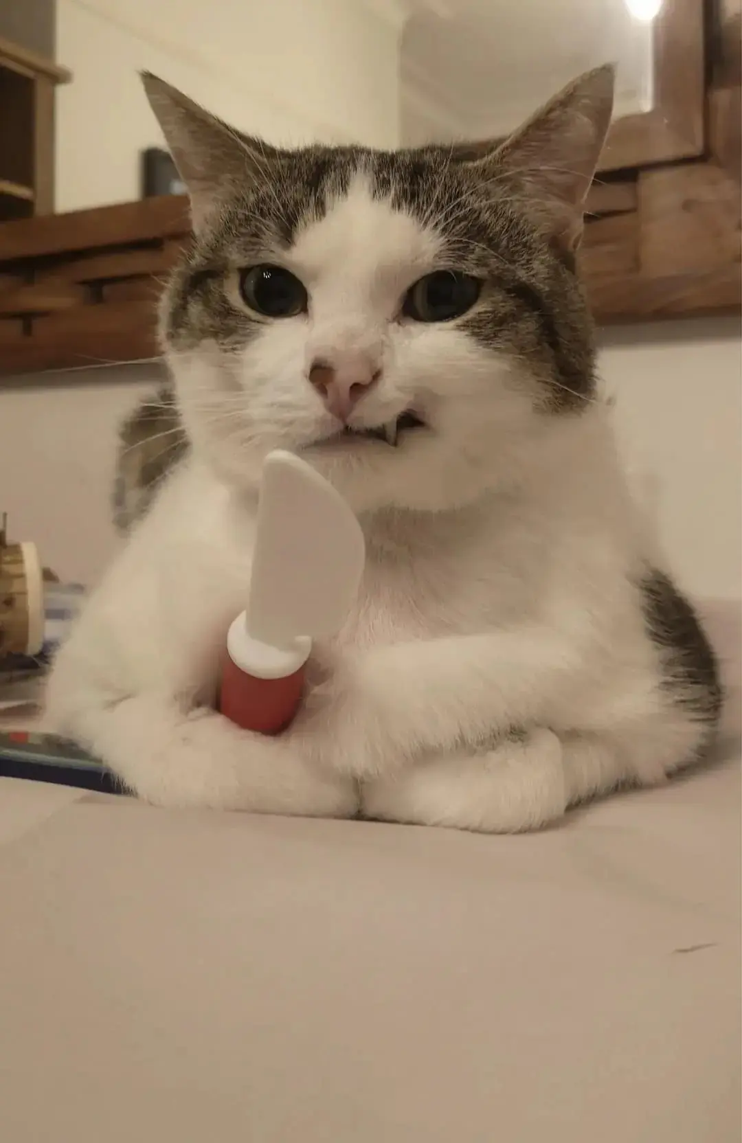 Сладость или гадость? 🔪

🐈Милые котики - Подписаться