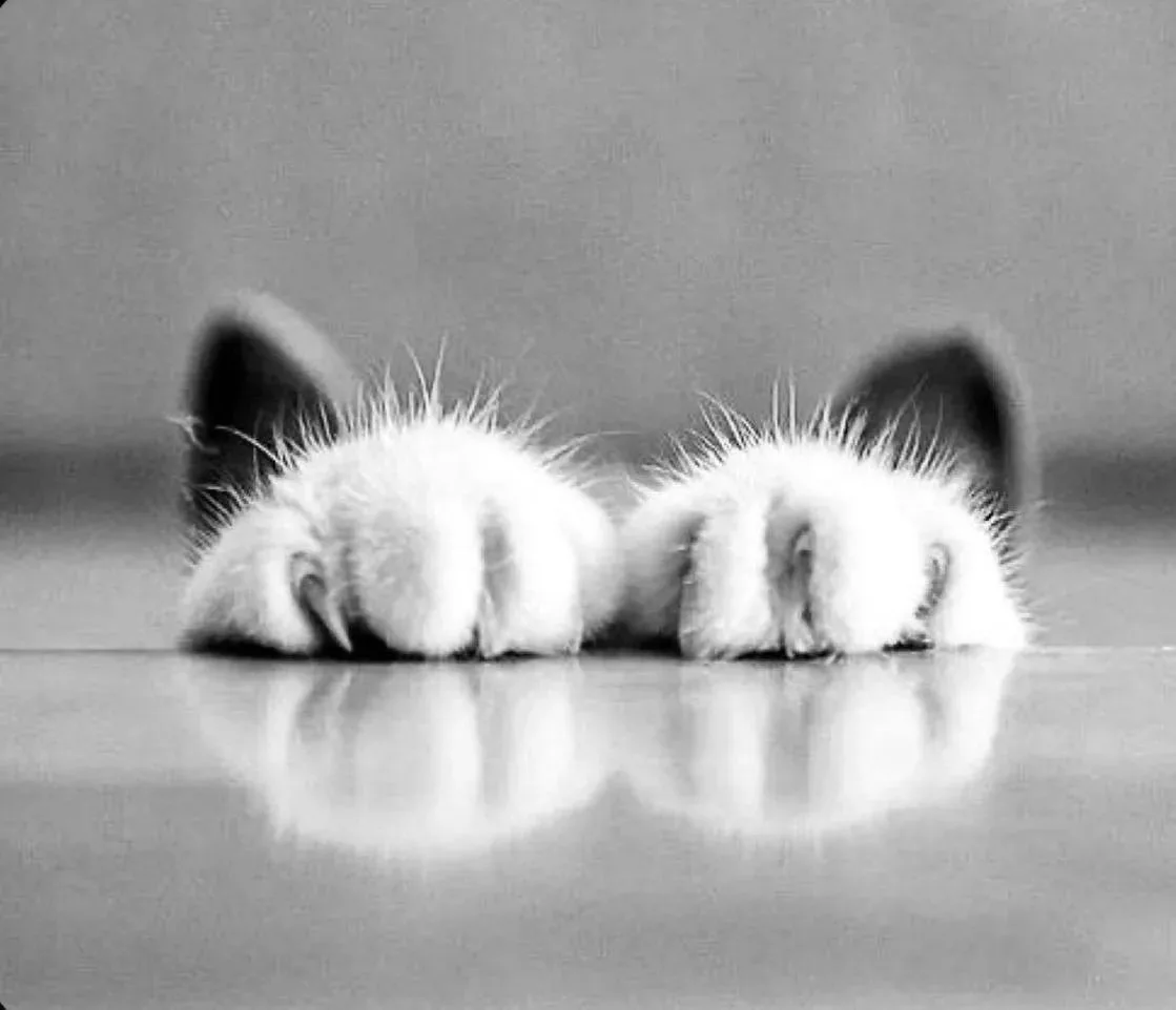 🐱💗 В Томске пройдёт благотворительная выставка-раздача кошек