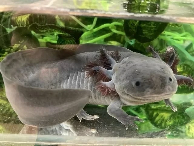 🦎 В Екатеринбургском зоопарке живут настоящие «вечные дети»