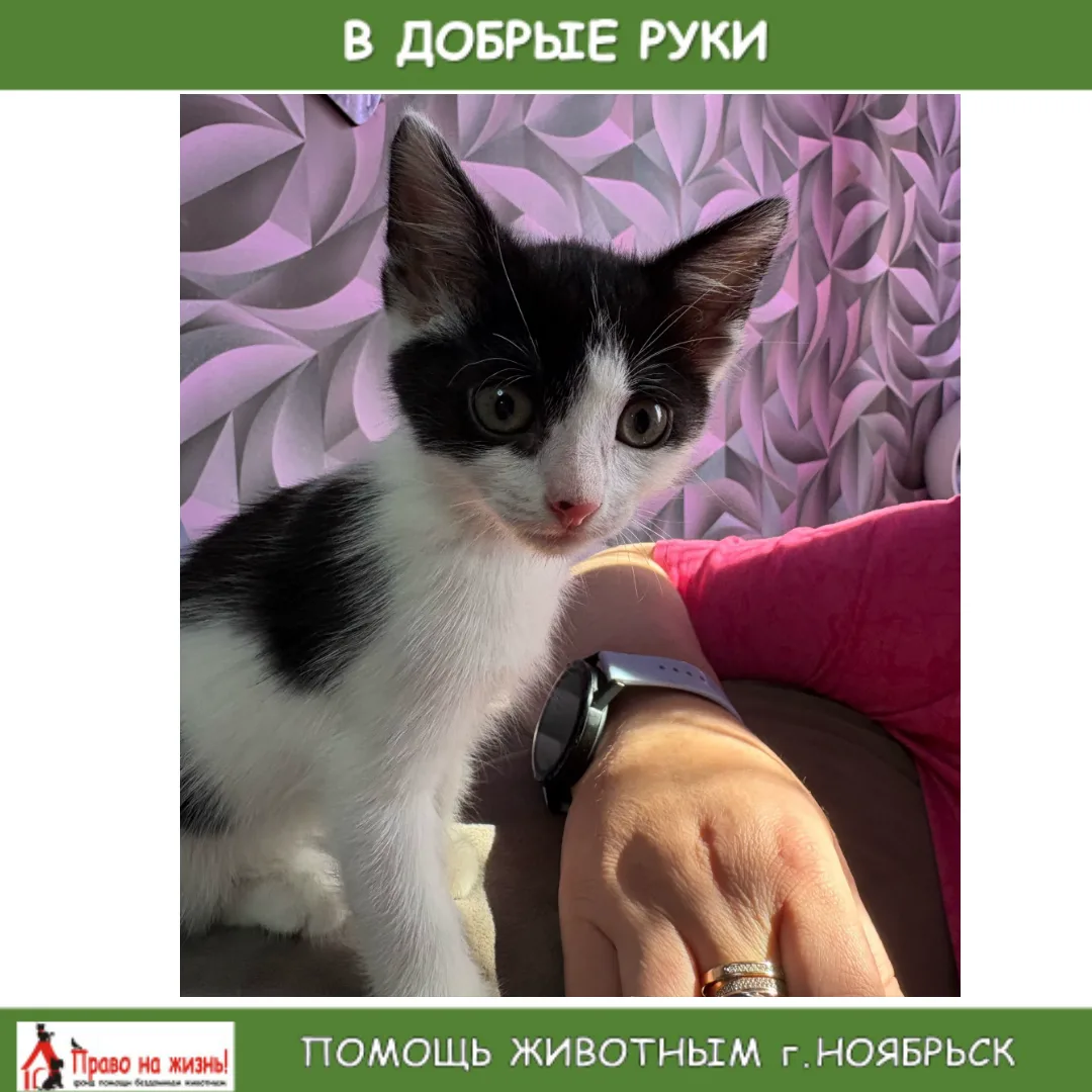🐱 СРОЧНО НУЖЕН ДОМ ДЛЯ КОТЁНКА! 🐱💔 Этот малыш оказался у нас случайно — его подкинул...