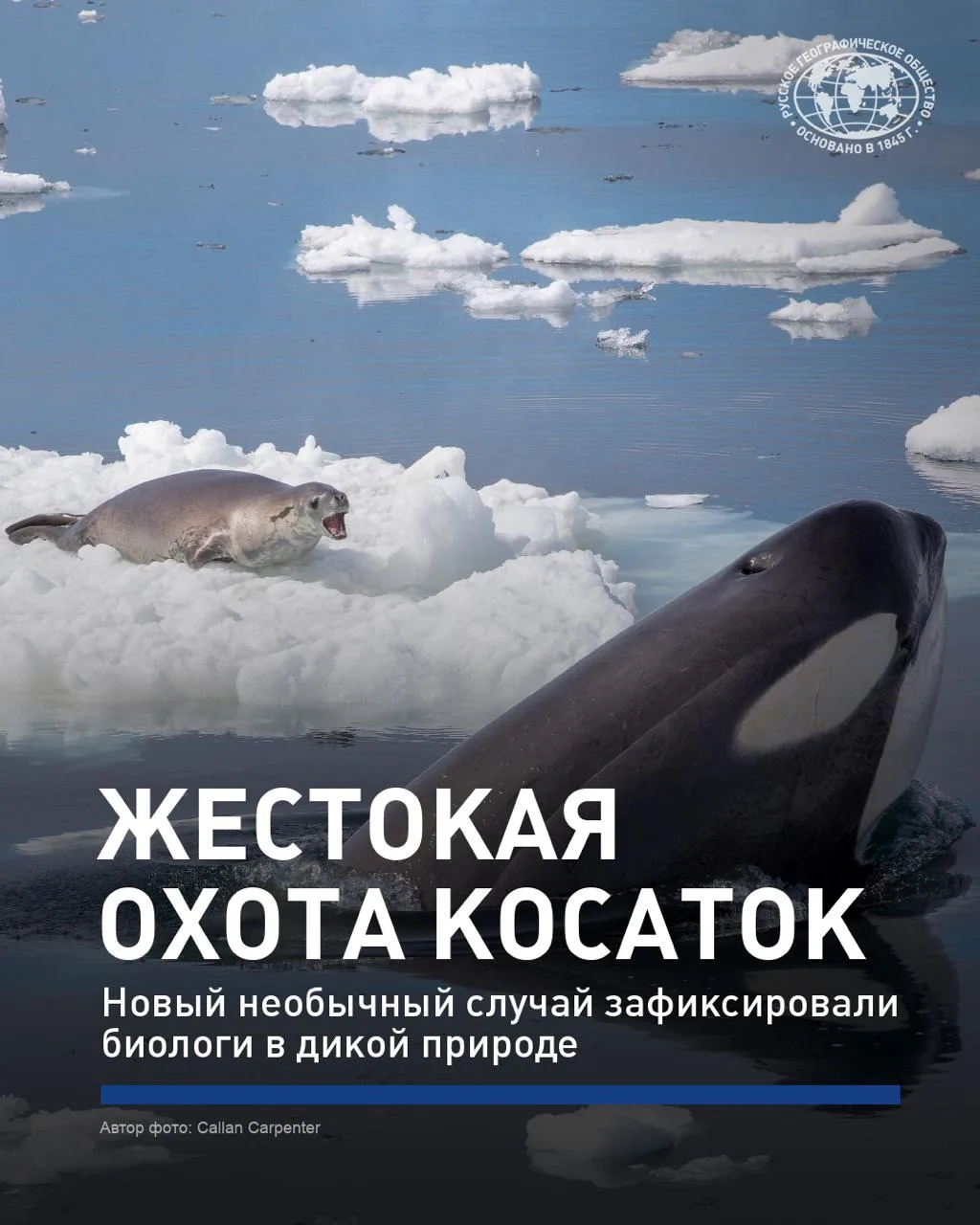 😰Впечатлительным не смотреть: учёные зафиксировали очередной случай жестокой охоты косаток

Они уде