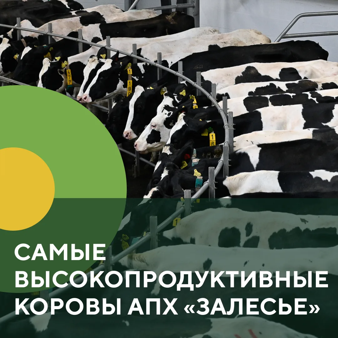 🐮 АПХ «Залесье» представляет самых высокопродуктивных коров!