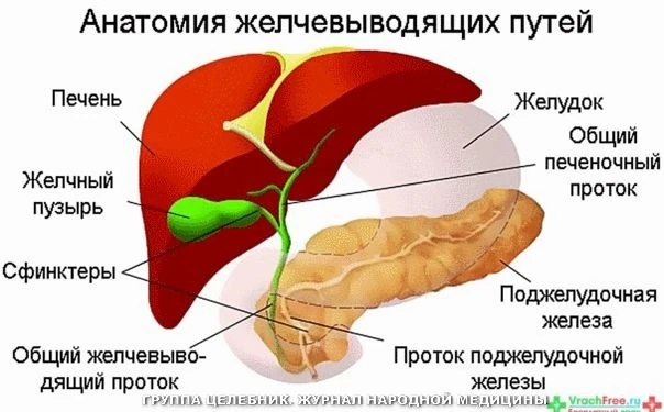 Очищаем печень, желчные пути, сосуды, восстанавливаем сон, улучшаем общее состояние.