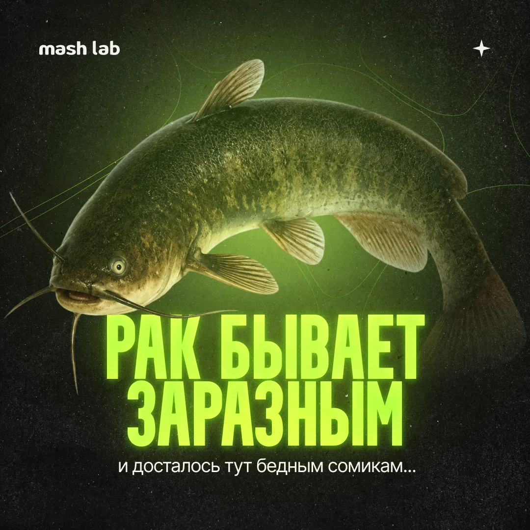 Думали, у вас много поводов для тревоги? Ловите новый страх: раком можно... заразиться. 

К счастью,