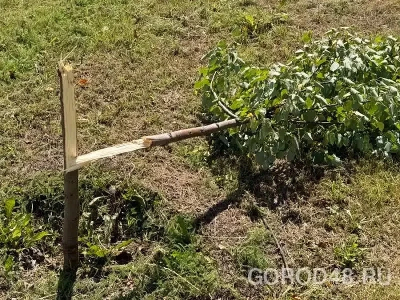 🌳 Вандалы сломали липы на аллее у Памятника Чернобыльцам