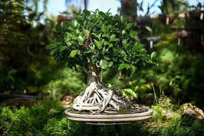 🌳 Парк бонсай с водопадом и карпами открылся в Академгородке