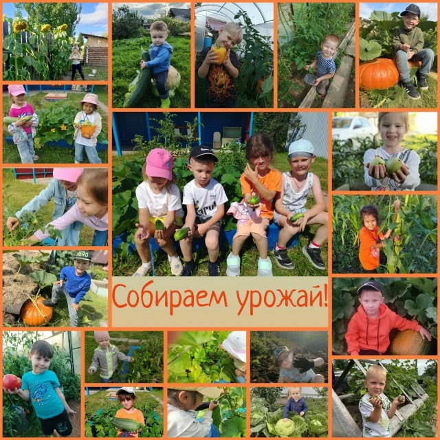 Собираем урожай