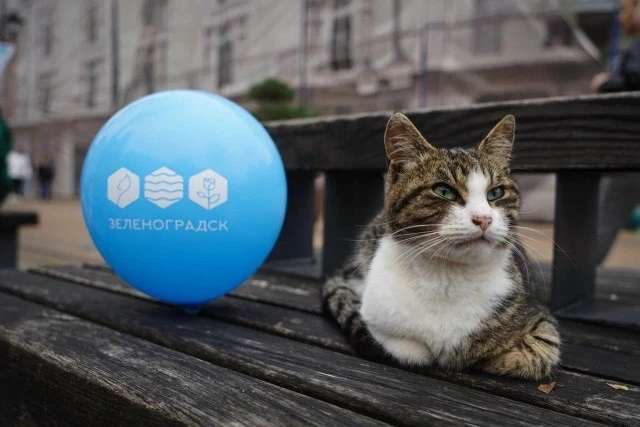 В Зеленоградске отметят День города. Праздничные мероприятия запланированы на субботу, ...