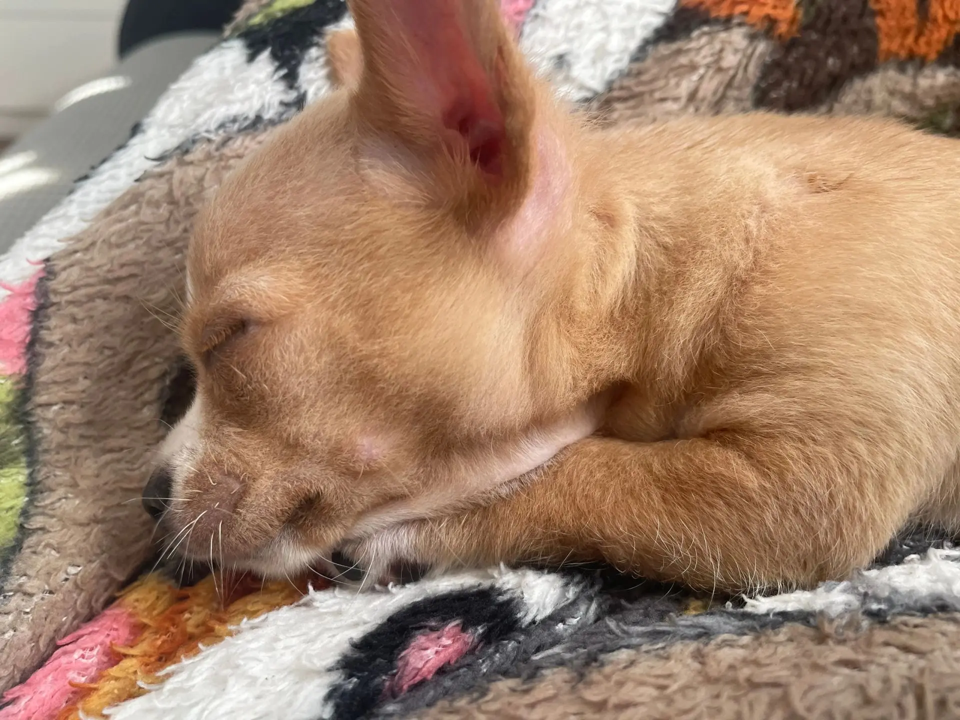 Что за «родинки» на морде у собаки, из которых растут волоски? 🐶