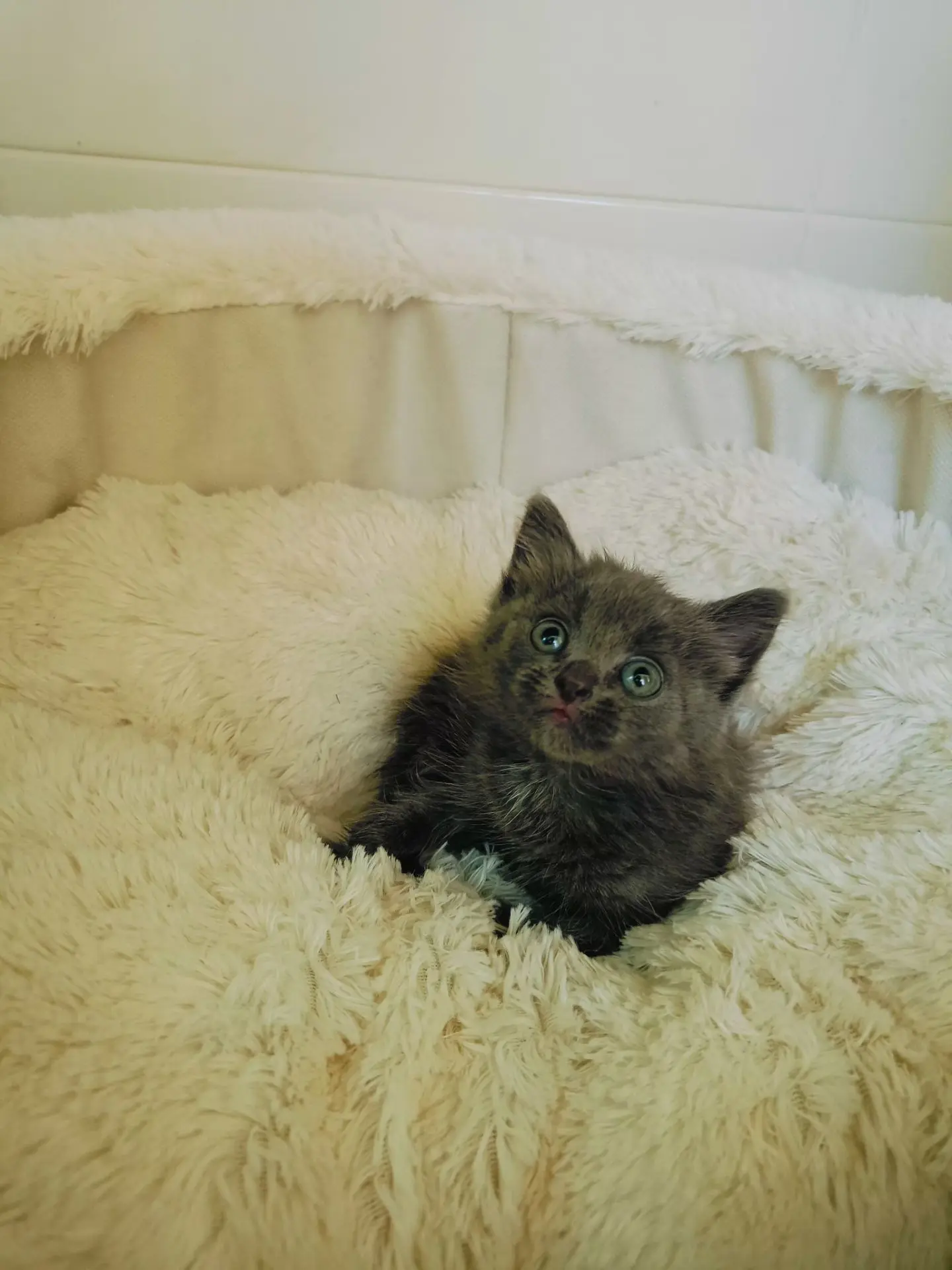 Здравствуйте, отдам котёнка в добрые руки! Малышке 2-3 месяца, подкинули к дому, ( себе...