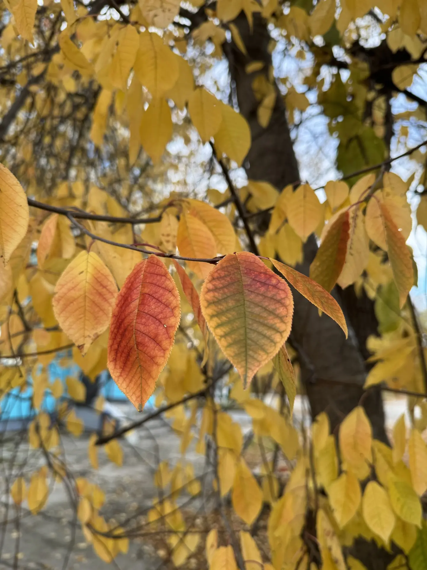 Золотая осень, какая ты красивая 🍂 🍁Завтра после садика поедем кайфовать на базу отды...