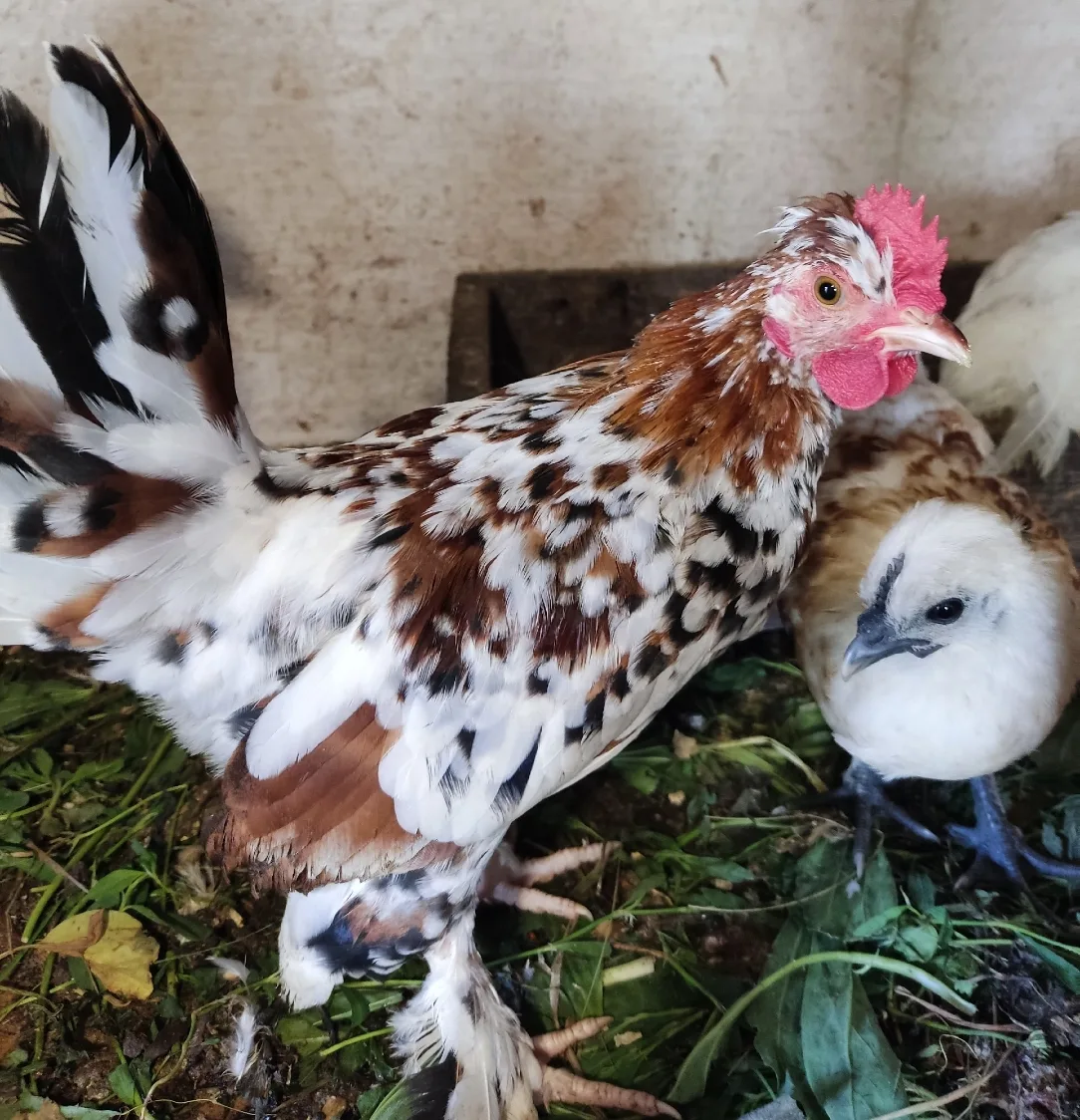 Продам петушка Алтайская Бентамка. Уже топчет курочек (яйцо привезенное из Краснодара)....