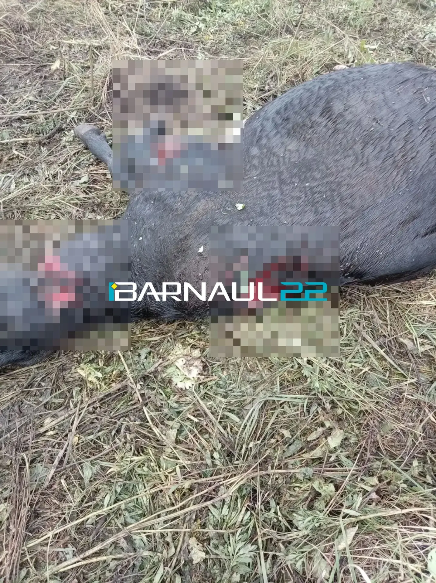 Изображение 2 к публикации «Barnaul 22 | Барнаул 22»