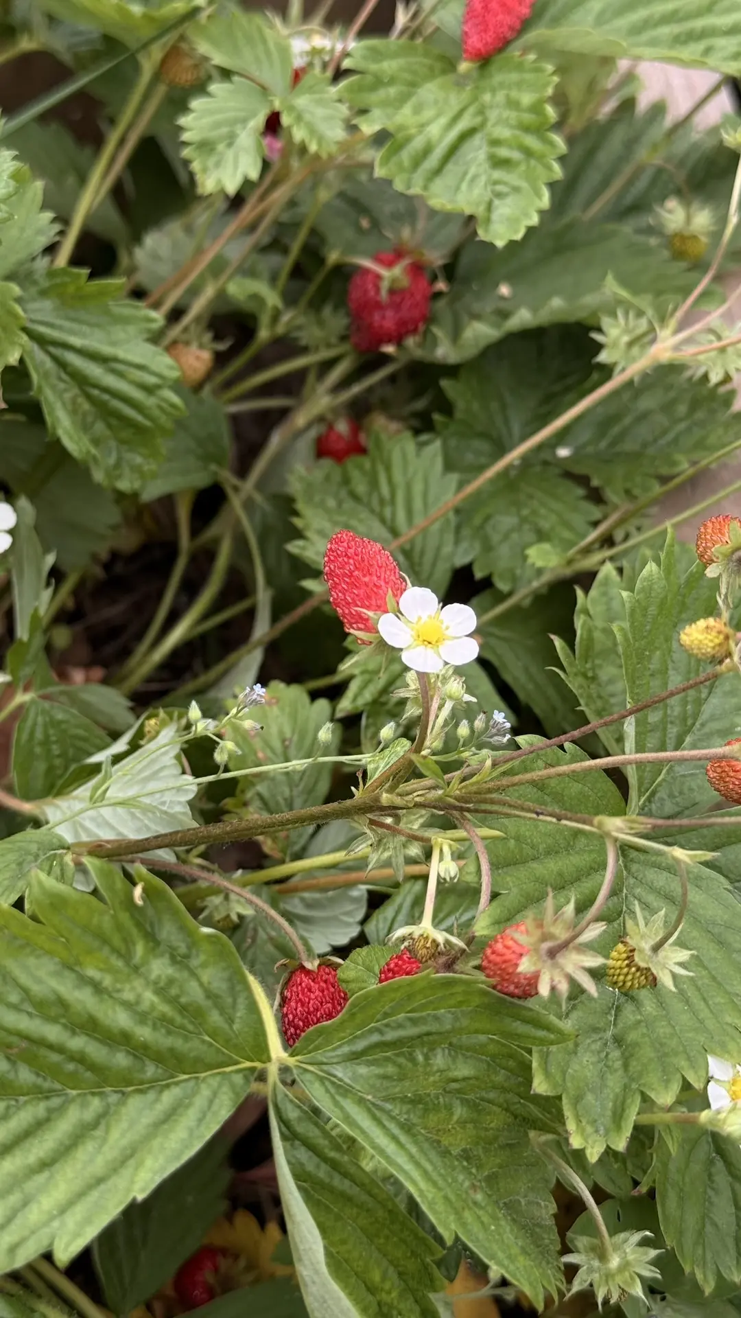 Мне кажется, маленькие радости спасут мир 🍓 
Пошла своя земляничка и клубничка, собрала до недели д