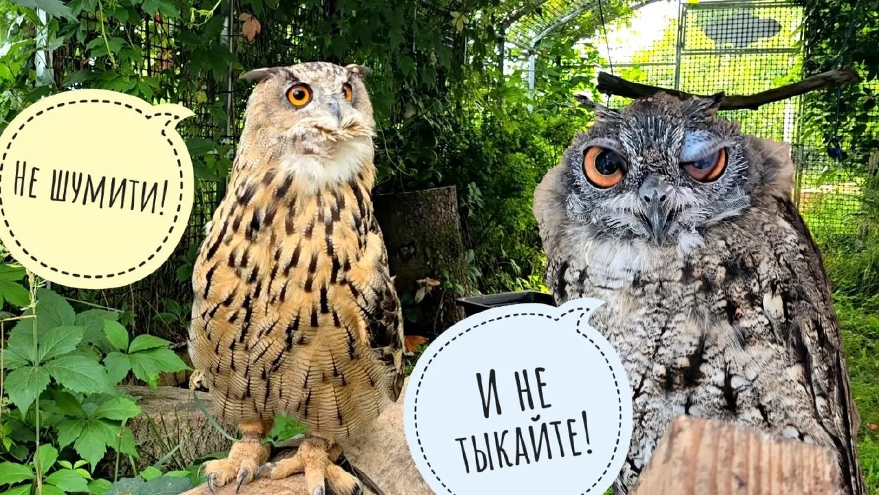 Тыкаю в сов пальцами, пока Артём жужжит и ничего не делает. Показываю интересный бесполезный цитрус
