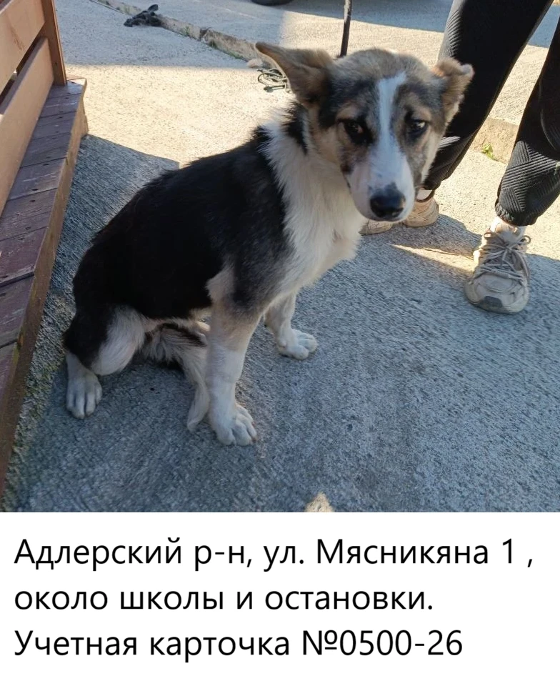 03.06.2026 был отлов собак по адресам:
Адлерский р-н:
- ул. Черновицкая 99,возле Пятерочки
- с.Нижня
