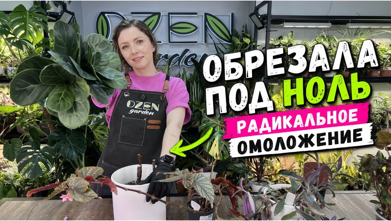 На канале новое видео с обрезкой растений. Приятного просмотра!